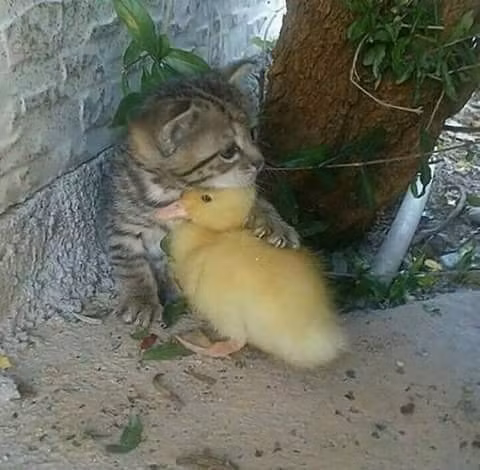 Đừng lo gà cưng vì đã có anh!