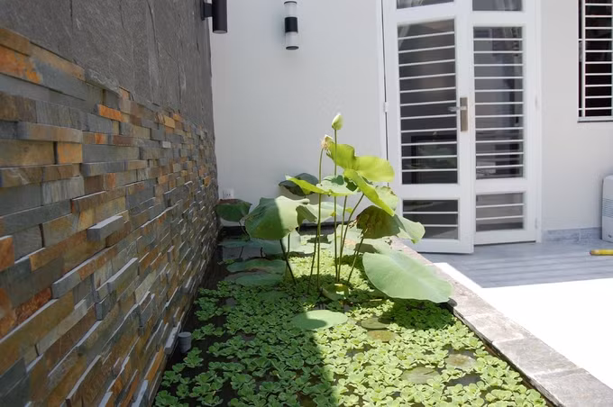 Hồ sen trên mái nhà Sài Gòn 10 năm không phải thay nước