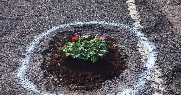 Sự thật bất ngờ phía sau hình ảnh hàng chục khóm hoa mọc lên giữa đường bê tông 