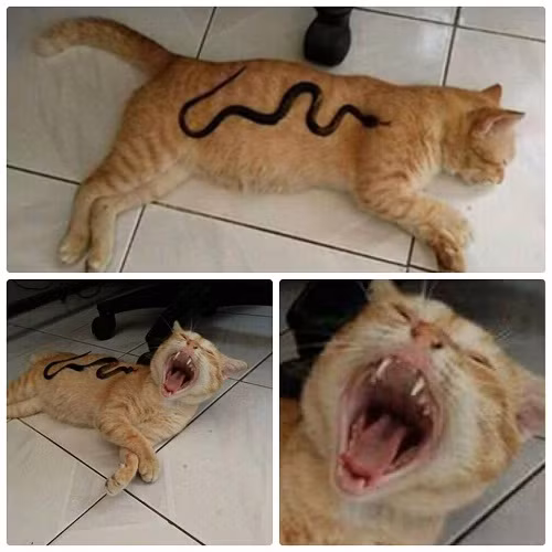 Đừng ngủ khi chủ còn thức.