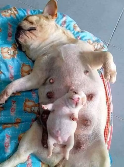 Mẹ nào con nấy.