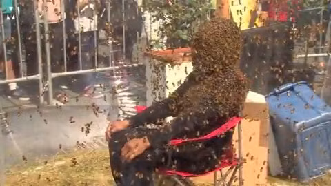 Hàng nghìn con ong bu kín đầu Juan