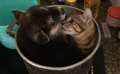 Nơi trú ẩn. Mèo ơi thương lấy chó cùng.