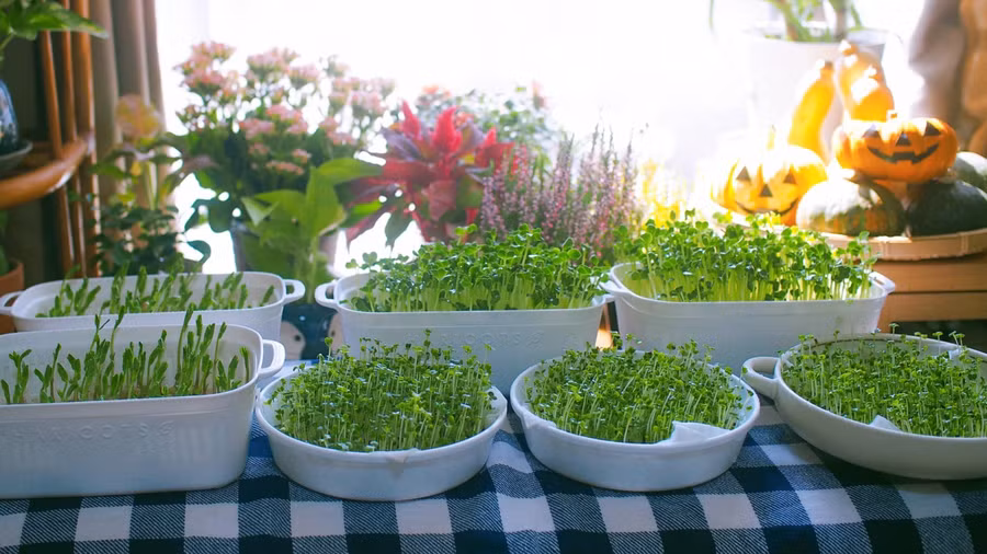 Mẹ Việt ở Nhật chia sẻ cách trồng đủ loại rau mầm nhanh gọn, dễ làm