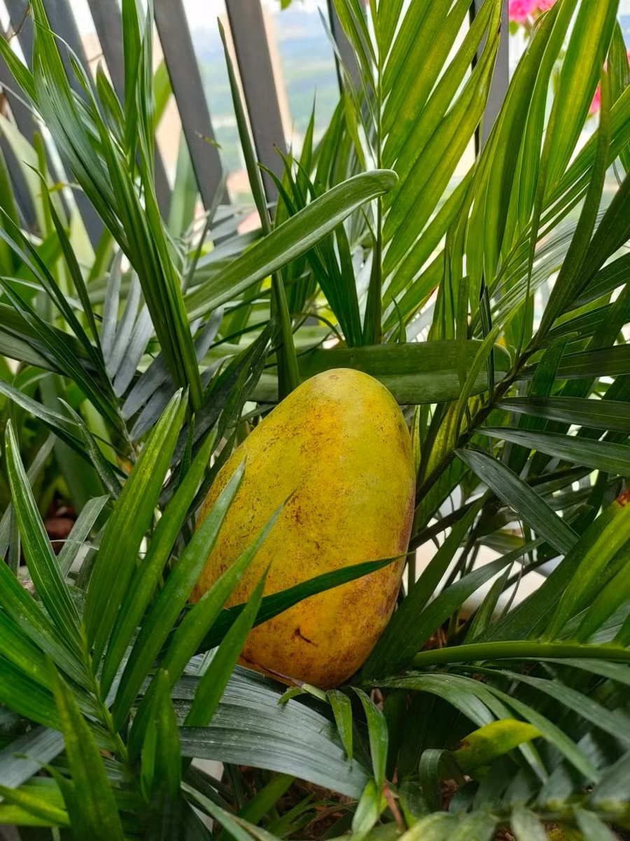 Xoài lá hơi lạ nhưng thịt dày, ngọt.