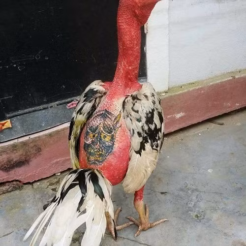 "Tha thu" của gà. Tha thu của gà.