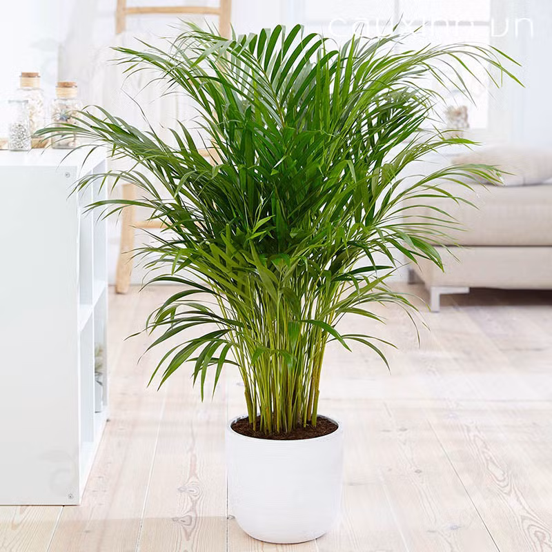5 loại cây nên trồng trước hoặc trong nhà giúp xua đuổi vận đen trong tháng cô hồn ảnh 1