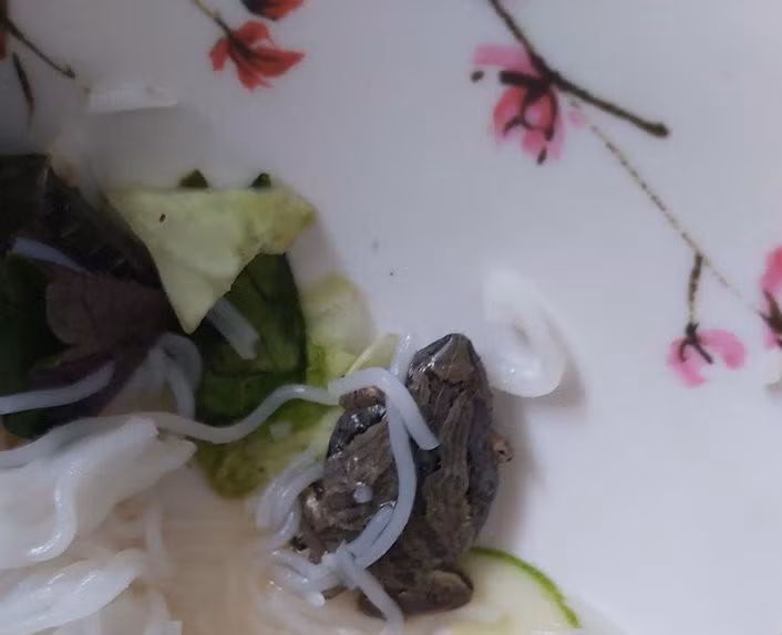 Ăn gần hết suất bún thịt nướng, cô gái rùng mình phát hiện con vật khó tin này 