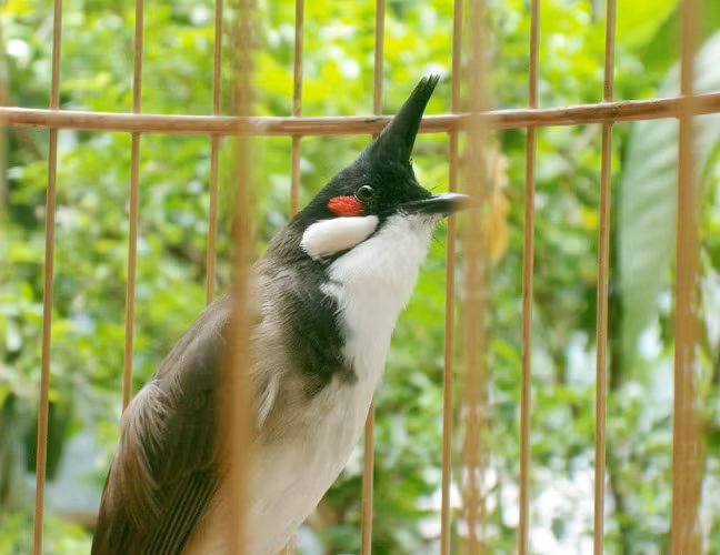 Chơi cá cảnh, lắm công phu