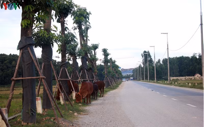 hoa sua danh chuyen tu ho tay bat dau toa huong canh bai rac nam son hinh 1