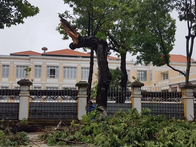 Nhiều cây cổ thụ gãy ngang thân, đổ rạp ra đường.