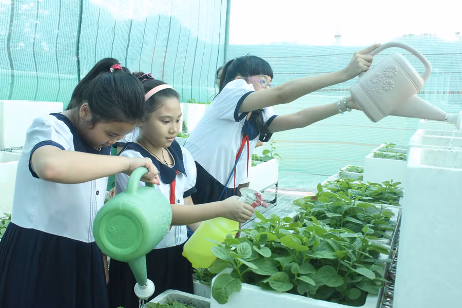 Học sinh Trường TH Nguyễn Bỉnh Khiêm, TPHCM đang chăm sóc vườn rau trên sân thượng - một công trình ý nghĩa do phụ huynh và nhà trường cùng thực hiện giúp “xanh hóa sân thượng”.