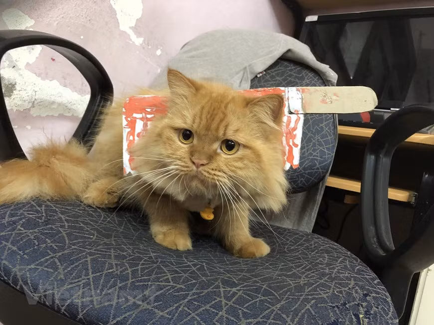 Gợi ý hóa trang độc đáo cho thú cưng trong dịp Halloween ảnh 7 Gợi ý hóa trang độc đáo cho thú cưng trong dịp Halloween ảnh 7