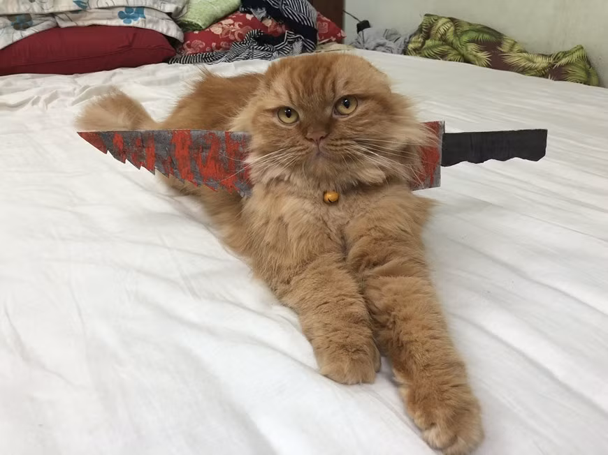 Gợi ý hóa trang độc đáo cho thú cưng trong dịp Halloween ảnh 5 Gợi ý hóa trang độc đáo cho thú cưng trong dịp Halloween ảnh 5
