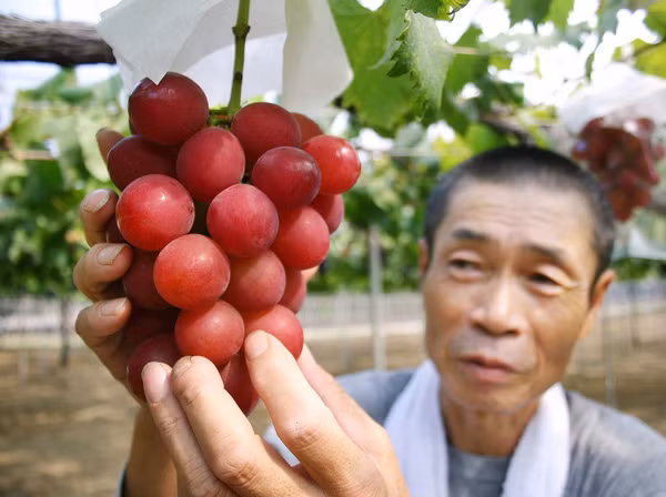 Có gì đặc biệt ở chùm nho đắt nhất thế giới có giá hơn 200 triệu đồng? 