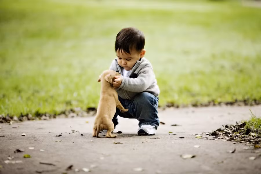 Con bạn có thể sẽ khỏe mạnh hơn nếu nuôi chó ở nhà vì chúng sẽ chơi và đi dạo thường xuyên với nhau hơn. (Ảnh: ITN).
