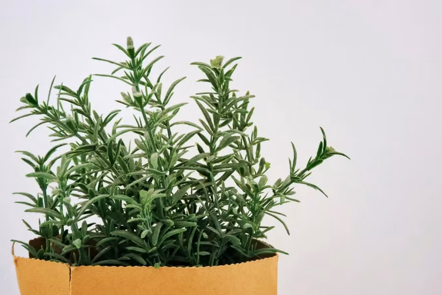 Những chiếc lá nhỏ hình kim của cây hương thảo được cho là mang lại hạnh phúc và tạo nên một ngôi nhà yên bình, chánh niệm. (Ảnh: ITN).