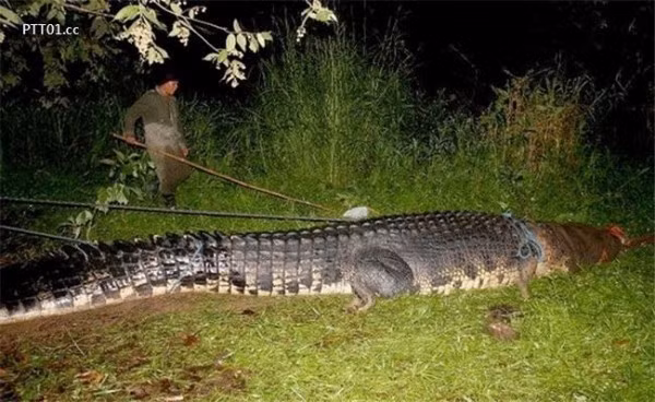 Chú cá sấu Lolong nặng hơn 1 tấn hiện đang là ngôi sao sáng ở khu du lịch sinh thái&nbsp;Agusan.