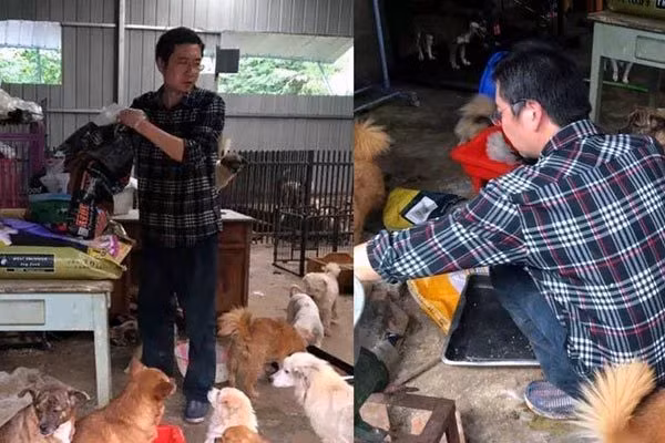 Nhận nuôi 260 chú chó hoang, người đàn ông khánh kiệt