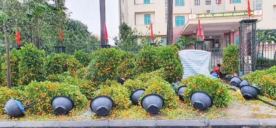 Đào, quất đổ như ngả rạ sau một trận mưa gió, người bán “kêu trời’ ảnh 2
