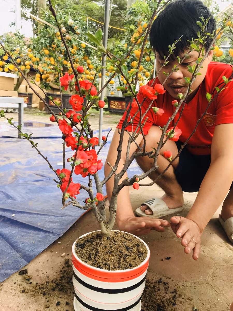 Cây hoa Mai đỏ bonsai Nhật Bản có giá 200 đến 250 nghìn đồng.