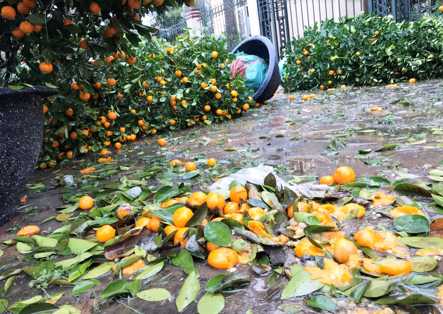 Quất đổ rụp, quả rụng như sung người buôn loại cây này chỉ biết "than trời".