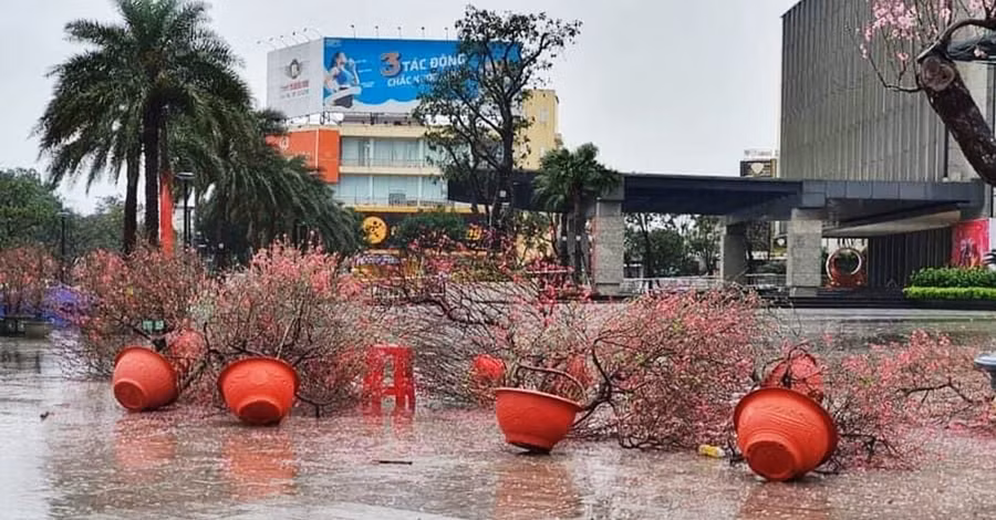 Không chỉ quất mà hàng loạt chậu đào cũng đổ như ngả rạ.
