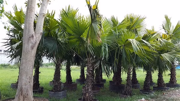 5 loai cay trong truoc nha hut may man, mang tai loc toi-Hinh-8