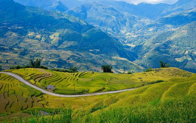Lên Y Tý ngắm ruộng bậc thang mùa lúa vàng ảnh 4