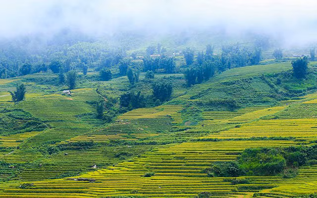 Lên Y Tý ngắm ruộng bậc thang mùa lúa vàng ảnh 5