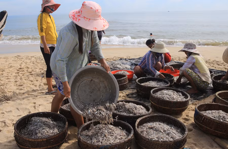  Ngư dân khấn khởi được mùa cá cơm