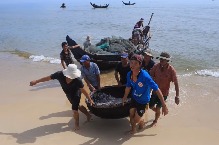Trúng mùa cá cơm Trúng mùa cá cơm