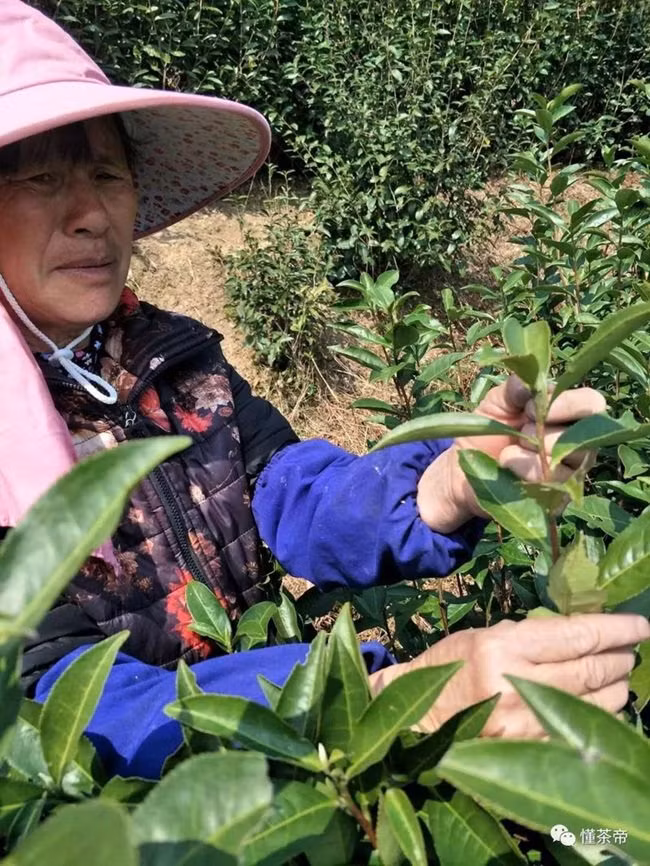 Đặc sản quý hiếm, cất kỹ 20 năm đem ra càng ngon, giá khủng gần 5 triệu/kg-8