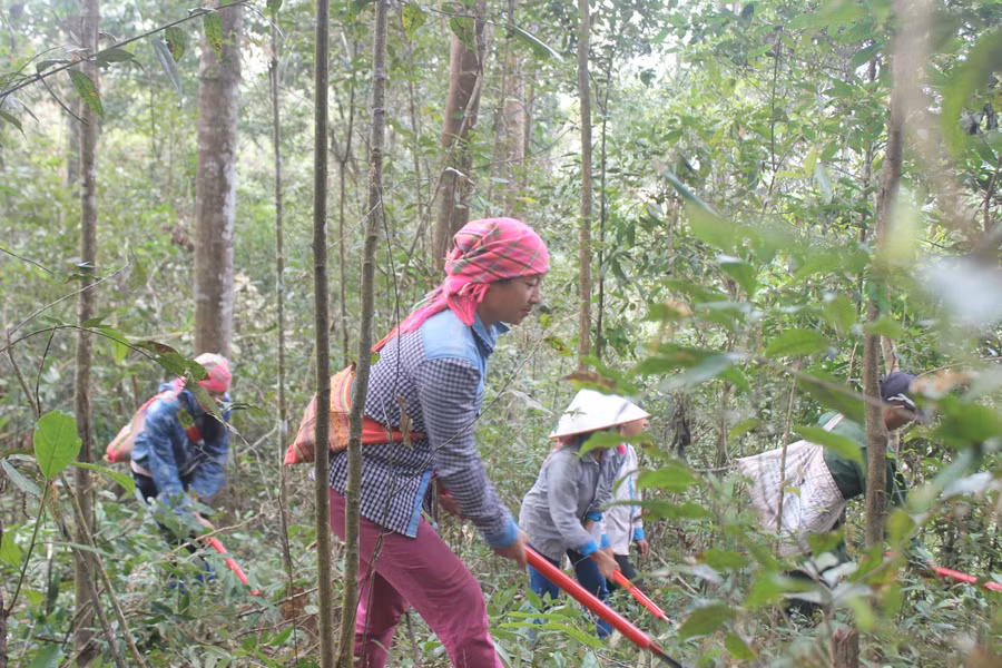 bảo vệ rừng Điện Biên