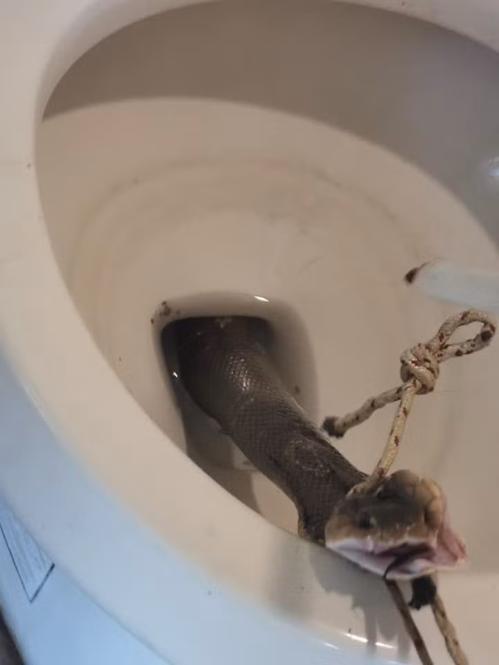 ảnh 1