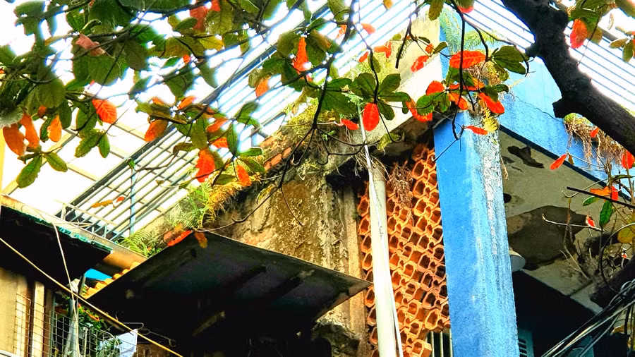 Hà Nội rực rỡ mùa lá vàng, lá đỏ ảnh 10