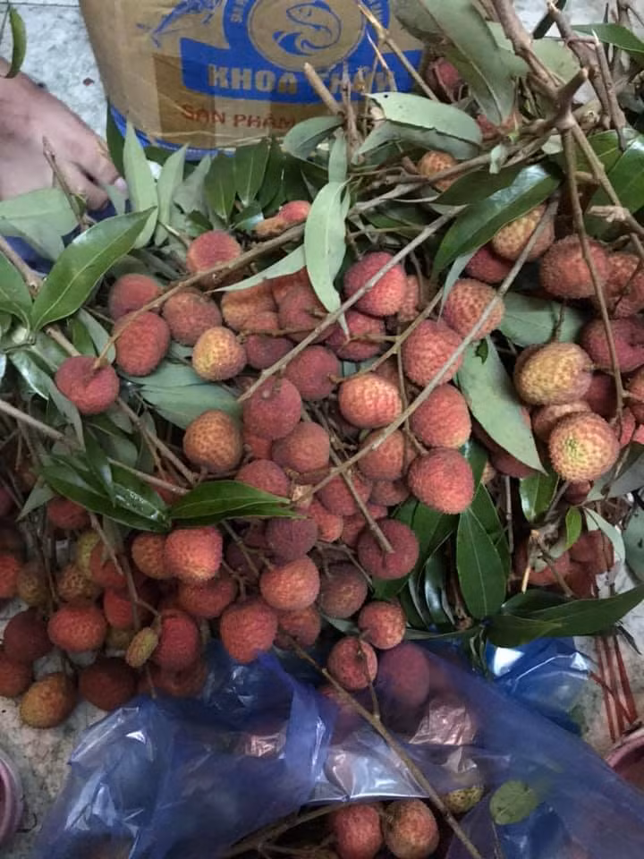 Vải đầu mùa siêu rẻ chỉ 25 nghìn đồng/kg: Cách chọn quả ngon, không sâu đầu