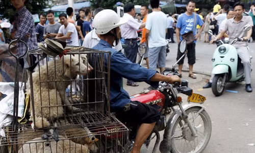 Những chú chó sắp bị giết thịt ở lễ hội Ngọc Lâm. Ảnh: Reuters.