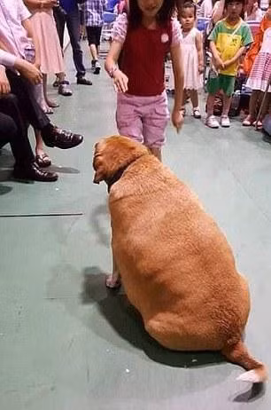Chú chó phát phì vì được học sinh cho ăn quá nhiều ảnh 3