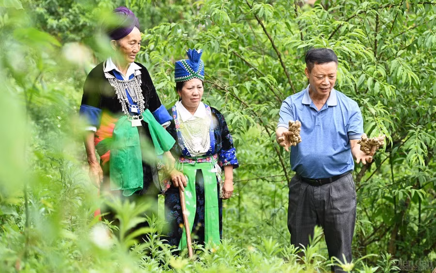 Ông Nguyễn Văn Luân hướng dẫn giúp bà con cách chăm sóc cây gừng, tránh sâu bệnh. (Ảnh: Trần Đức)