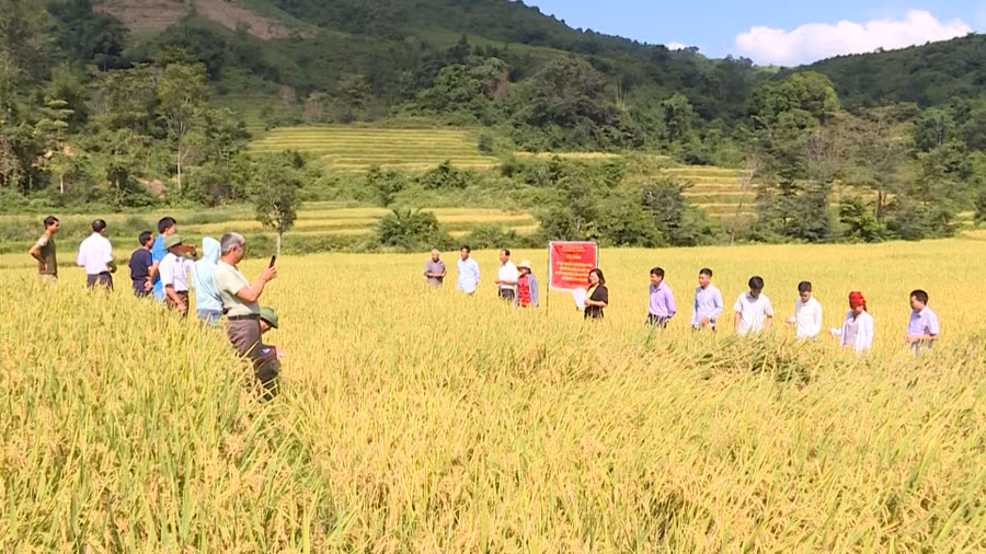 Mô hình trình diễn lúa chất lượng cao tại huyện Điện Biên Đông. Mô hình trình diễn lúa chất lượng cao tại huyện Điện Biên Đông.