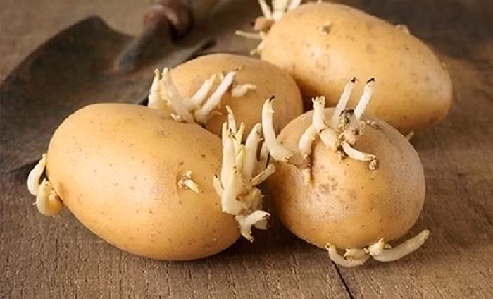 8 loại thực phẩm nếu nấu không kỹ còn độc hơn cả thạch tín ảnh 1 Khoai tây mọc mần không nên ăn