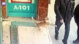 Kỳ lạ con mèo "ghét" đàn ông