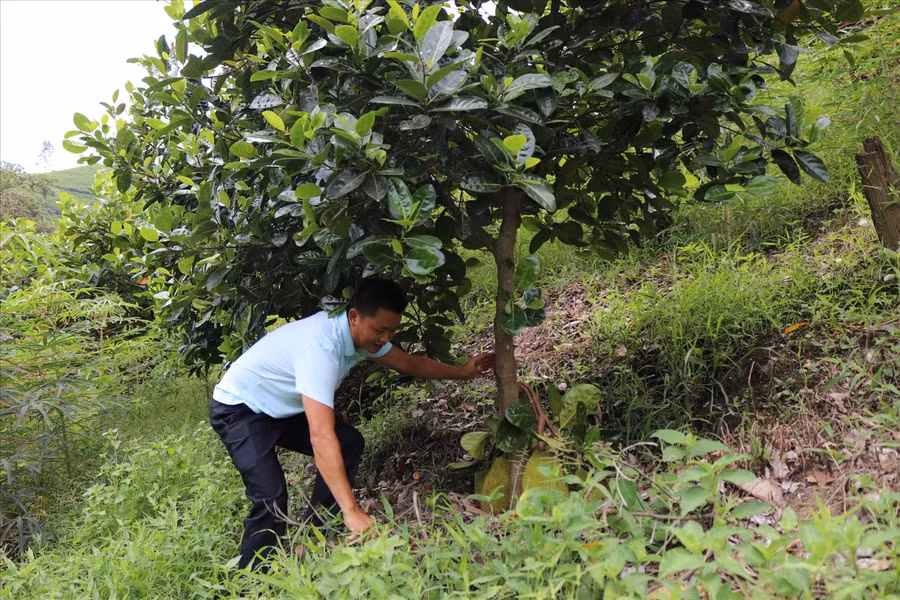 Anh Ma Seo Lằng thăm những gốc mít Thái năm đầu ra quả. Anh Ma Seo Lằng thăm những gốc mít Thái năm đầu ra quả.