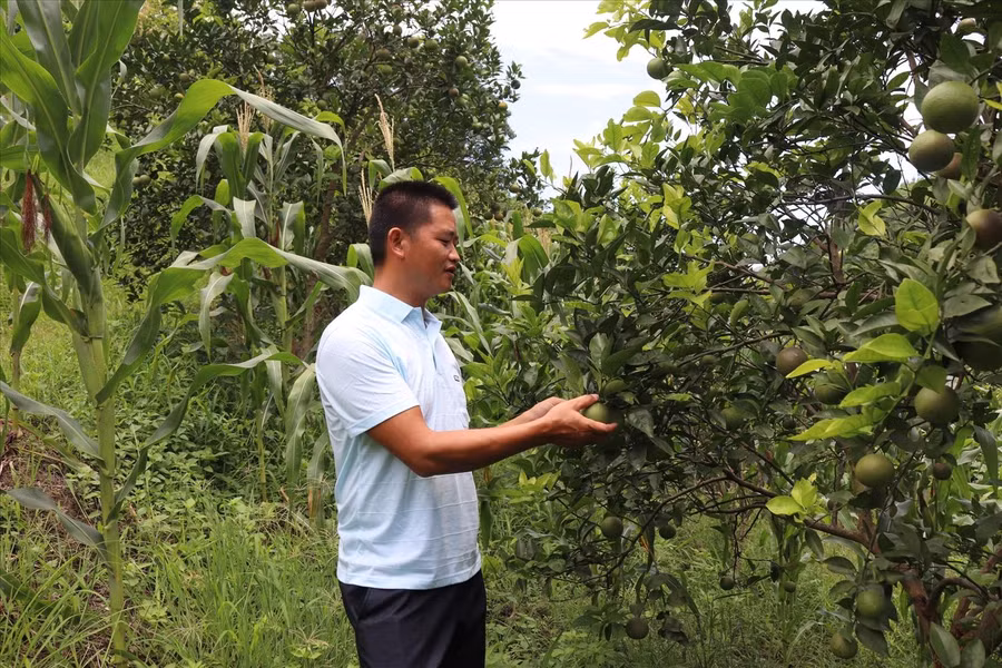 Anh Ma Seo Lằng, Bí thư Chi bộ thôn Lũng Pô, xã A Mú Sung (Bát Xát, Lào Cai) thăm vườn cam Vinh. Anh Ma Seo Lằng, Bí thư Chi bộ thôn Lũng Pô, xã A Mú Sung (Bát Xát, Lào Cai) thăm vườn cam Vinh.