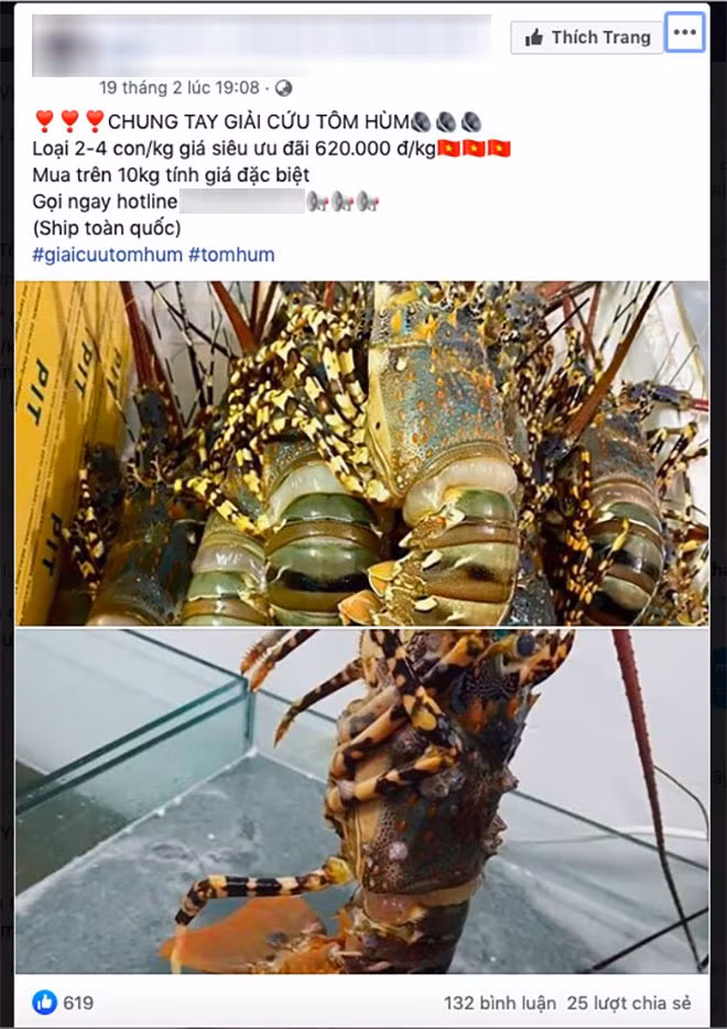Đua nhau “giải cứu tôm hùm“: Mách bạn cách phân biệt các loại tôm hùm kẻo mua “hớ“ ảnh 2 nhiet tinh "giai cuu tom hum rot gia": can phan biet cac loai tom hum keo mua "ho" - 3