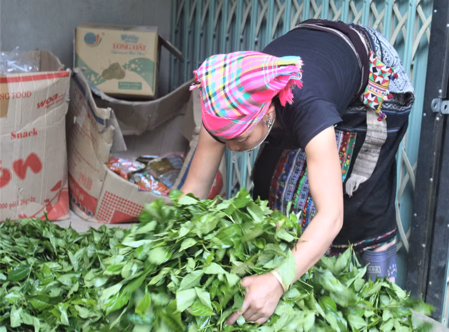 Người dân chế biến chè sau thu hái.