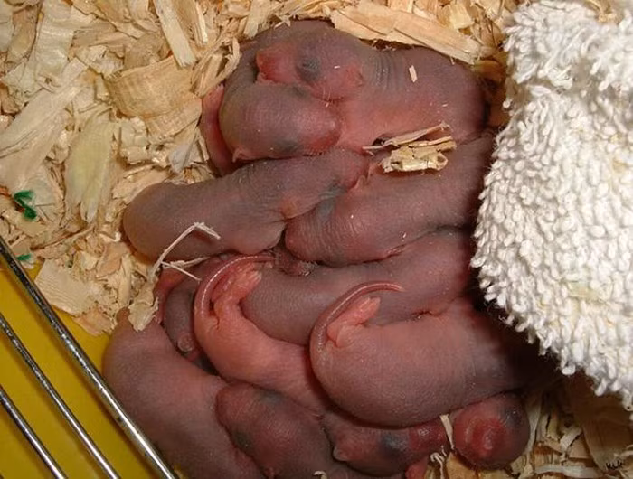 Rợn người với 9 món ăn "kinh dị" bậc nhất thế giới ảnh 27 Rợn người với 9 món ăn "kinh dị" bậc nhất thế giới ảnh 27