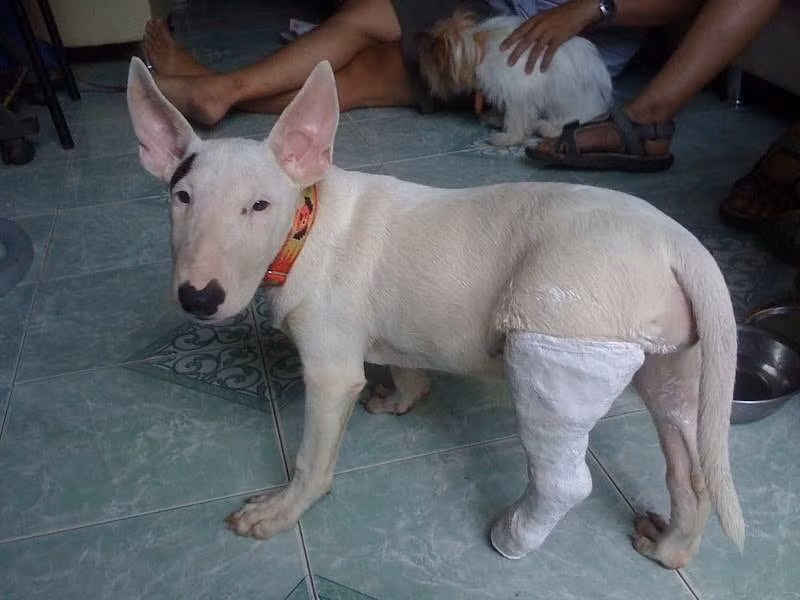 Đừng buồn, rồi mày sẽ sớm chạy nhảy bình thường lại thôi mà.