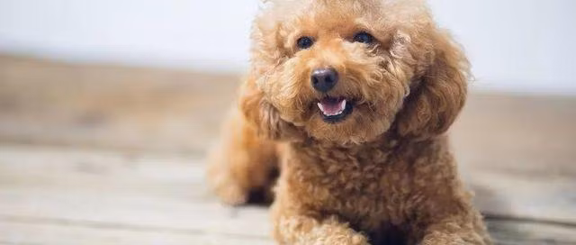 Hai đứa trẻ suýt bị mù, thủ phạm là con vật khiến bố mẹ bàng hoàng ảnh 3 hai dua tre gan nhu bi mu, thu pham la mot loai ky sinh thuong thay o cho meo - 3